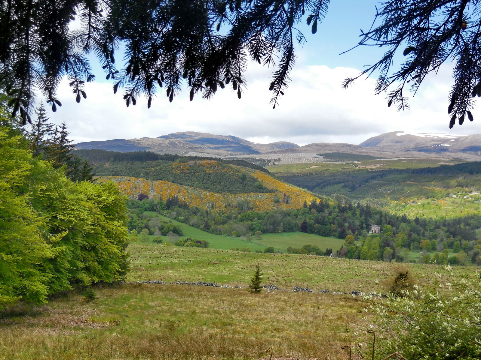 Blackmuir Wood (Strathpeffer)